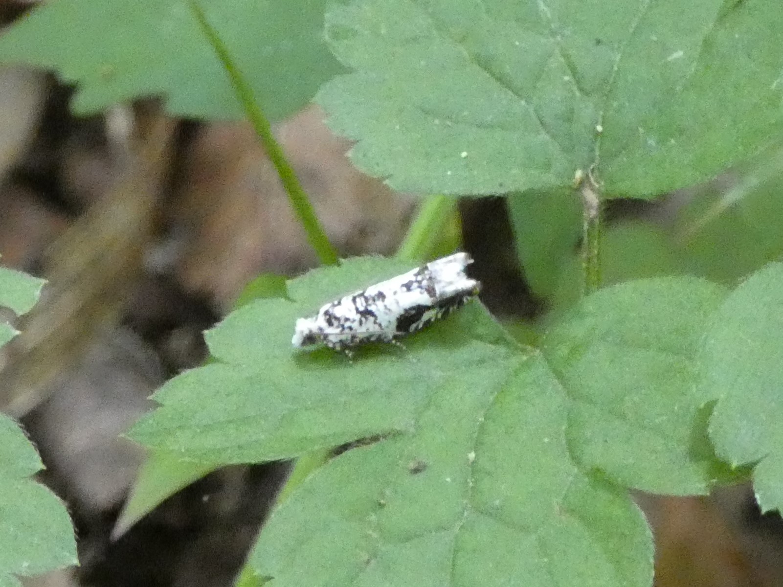 photo_1